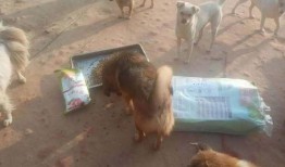 狗崽队爆料王卓视频全集,王卓视频全集深度解析